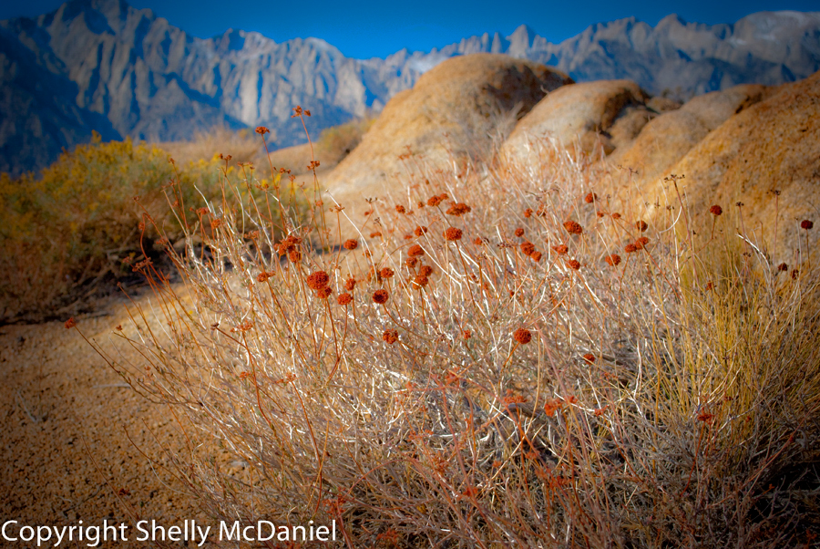 'Side Trail to Mount Whitney'